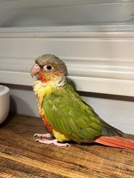 Found/Stray Unknown Bird last seen Near Bay Colony dr Des Plaines, Il, 60016, Des Plaines, IL 60016