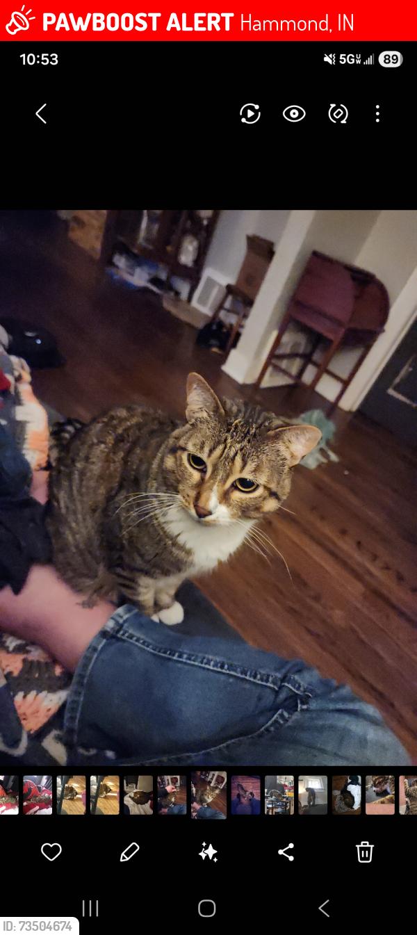Lost Male Cat last seen Martha, 169th & Colorado, Hammond, IN 46323