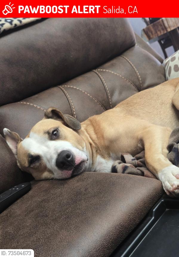 Lost Male Dog last seen Near Sun west drive, Salida, CA 95368