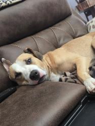 Lost Male Dog last seen Near Sun west drive, Salida, CA 95368