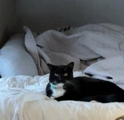 Lost Male Cat last seen Brigham City KOA, Perry, UT 84302