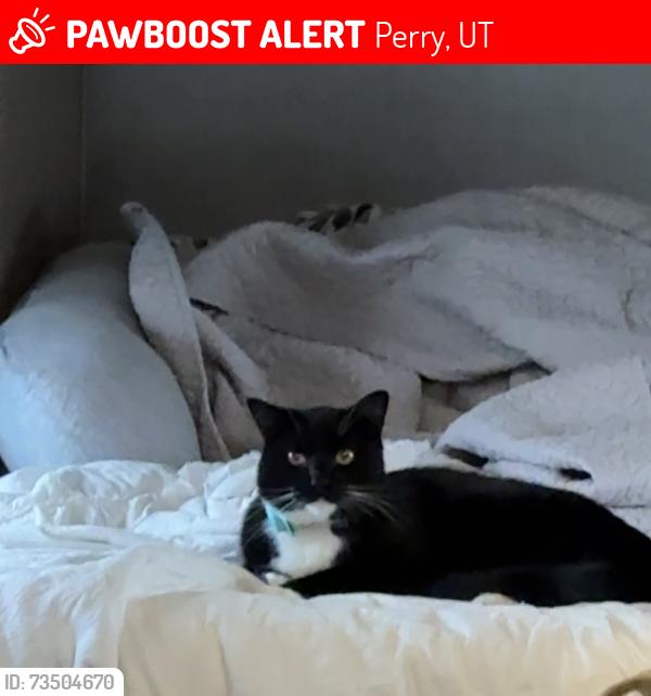 Lost Male Cat last seen Brigham City KOA, Perry, UT 84302