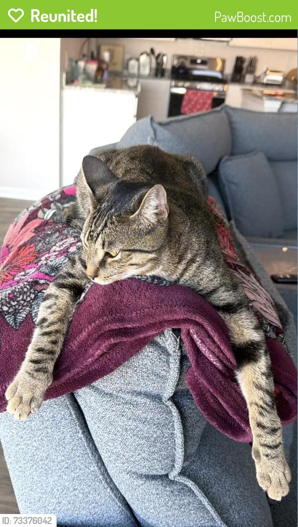 Reunited Male Cat last seen Spring orchard Dr. Lyman SC, Lyman, SC 29365