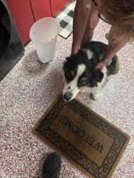 Found/Stray Unknown Dog last seen Trammel and Northwest Hwy, Dallas, TX 75214