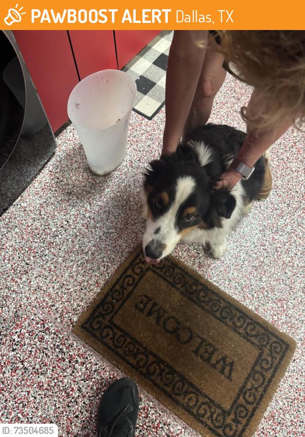 Found/Stray Unknown Dog last seen Trammel and Northwest Hwy, Dallas, TX 75214