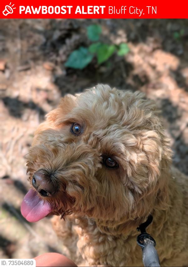 Lost Female Dog last seen Last seen in our front yard, Bluff City, TN 37618