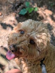 Lost Female Dog last seen Last seen in our front yard, Bluff City, TN 37618