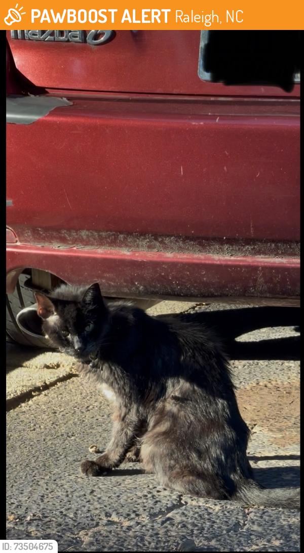 Found/Stray Unknown Cat last seen Nu Six Forks apmt parking lot, Raleigh, NC 27609