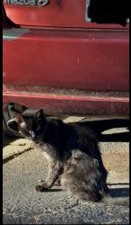 Found/Stray Unknown Cat last seen Nu Six Forks apmt parking lot, Raleigh, NC 27609