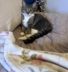 Lost Female Cat last seen Massachusetts, Lynn, MA 01905