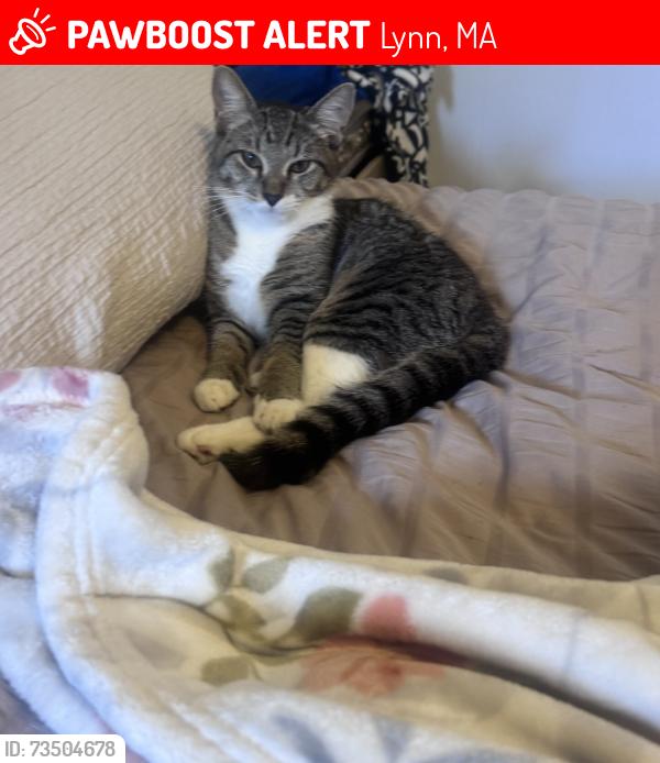 Lost Female Cat last seen Massachusetts, Lynn, MA 01905