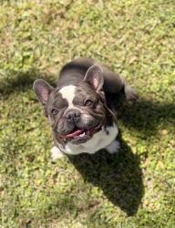 Reunited Male Dog last seen Near vernwood st, Houston, TX 77040