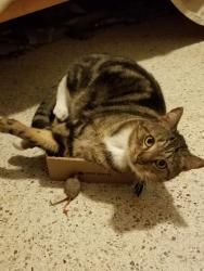 Lost Male Cat last seen Brook Circle and Oak Lea Drive, South Daytona, FL 32119