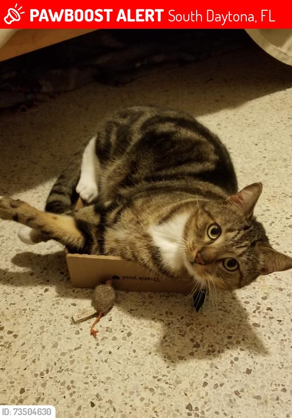 Lost Male Cat last seen Brook Circle and Oak Lea Drive, South Daytona, FL 32119