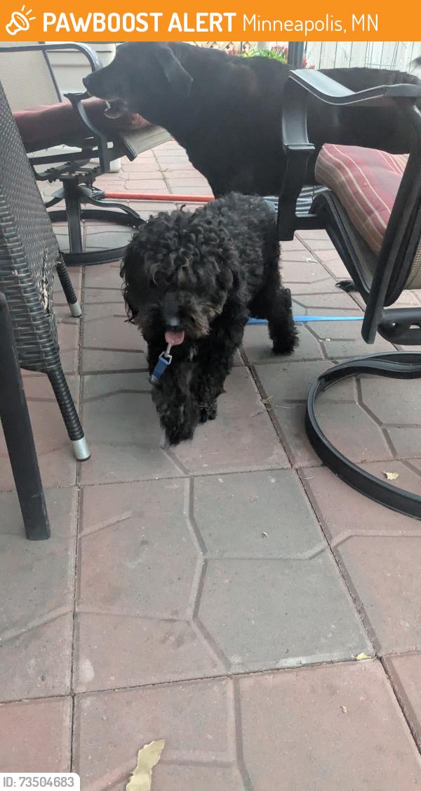 Found/Stray Male Dog last seen Victory Memorial, Minneapolis, MN 55412