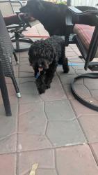 Found/Stray Male Dog last seen Victory Memorial, Minneapolis, MN 55412