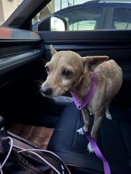 Found/Stray Male Dog last seen Comanche Crossing And Velazco St, San Antonio, TX 78224
