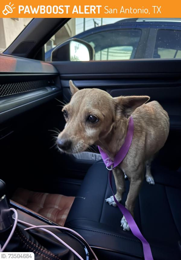 Found/Stray Male Dog last seen Comanche Crossing And Velazco St, San Antonio, TX 78224