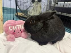Shelter Stray Male Rabbit last seen Near 47th Street, BROOKLYN, NY, 11220, 326 E 110th St, New York, NY 10029, USA