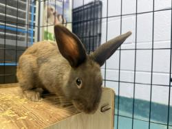 Shelter Stray Male Rabbit last seen Aqueduct Avenue, BRONX, NY, 10468, 326 E 110th St, New York, NY 10029, USA