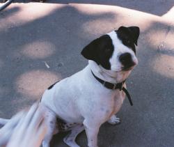 Reunited Female Dog last seen Park Elementary and UAFS., Fort Smith, AR 72903