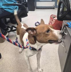 Shelter Stray Male Dog last seen University Avenue, BRONX, NY, 10468, 326 E 110th St, New York, NY 10029, USA