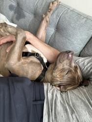 Shelter Stray Male Dog last seen Apt 2D,3544 Wayne Avenue, BRONX, NY, 10467, 326 E 110th St, New York, NY 10029, USA