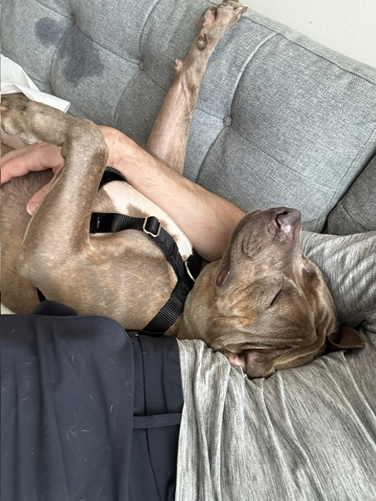 Shelter Stray Male Dog last seen Apt 2D,3544 Wayne Avenue, BRONX, NY, 10467, 326 E 110th St, New York, NY 10029, USA