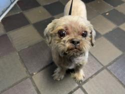 Shelter Stray Male Dog last seen White Plains Road, BRONX, NY, 10466, 326 E 110th St, New York, NY 10029, USA