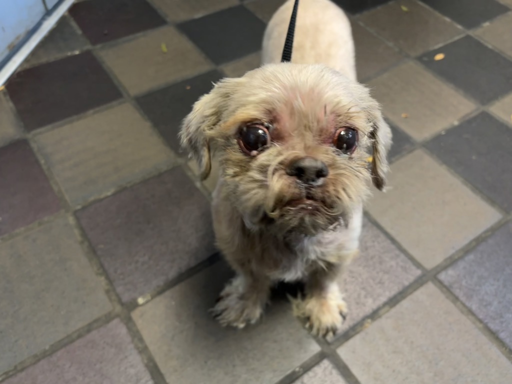 Shelter Stray Male Dog last seen White Plains Road, BRONX, NY, 10466, 326 E 110th St, New York, NY 10029, USA