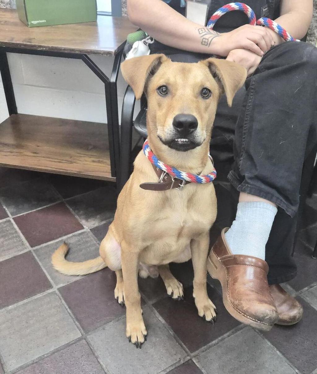Shelter Stray Male Dog last seen Near Melrose Avenue, BRONX, NY, 10451, 326 E 110th St, New York, NY 10029, USA