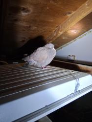 Found/Stray Unknown Bird last seen Cheyene and Micheal, Las Vegas, NV 89128