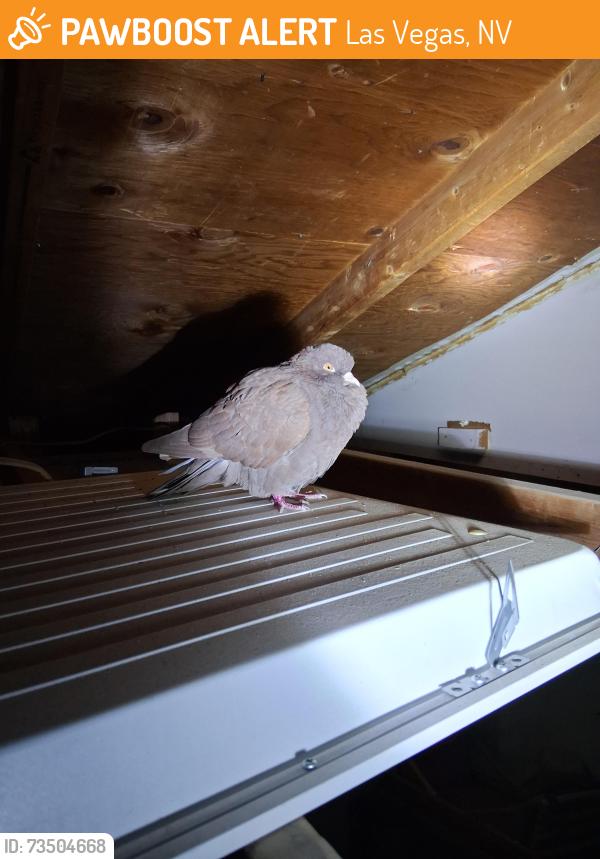 Found/Stray Unknown Bird last seen Cheyene and Micheal, Las Vegas, NV 89128