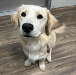 Shelter Stray Male Dog last seen Commercial Street, San Diego, CA, 92101, 5500 Gaines St, San Diego, CA 92110, USA