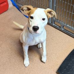 Shelter Stray Male Dog last seen 32nd Street, San Diego, CA, 92136, 5500 Gaines St, San Diego, CA 92110, USA