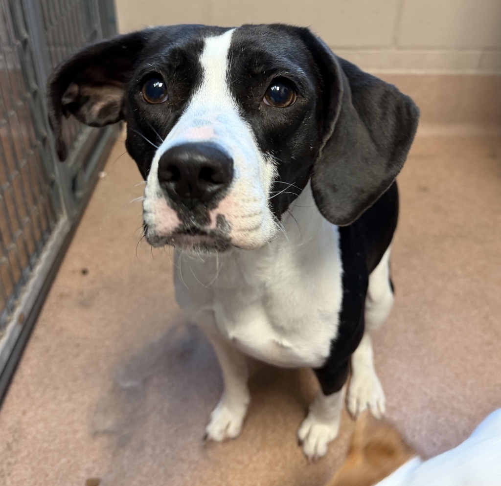 Shelter Stray Female Dog last seen 32nd Street, San Diego, CA, 92136, 5500 Gaines St, San Diego, CA 92110, USA