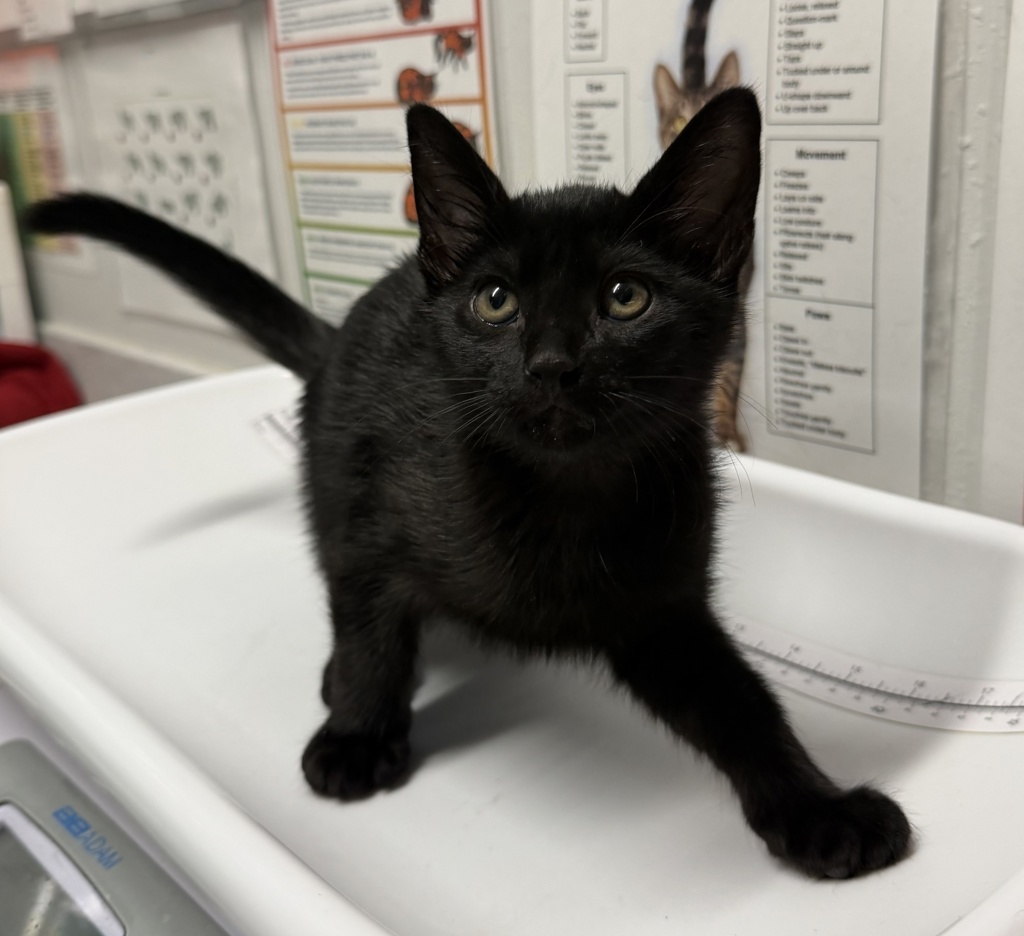 Shelter Stray Female Cat last seen Near Poblado Road, San Diego, CA, 92127, Escondido, CA 92027, USA