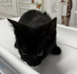 Shelter Stray Female Cat last seen Near Poblado Road, San Diego, CA, 92127, Escondido, CA 92027, USA