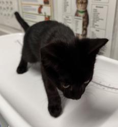 Shelter Stray Female Cat last seen Near Poblado Road, San Diego, CA, 92127, Escondido, CA 92027, USA