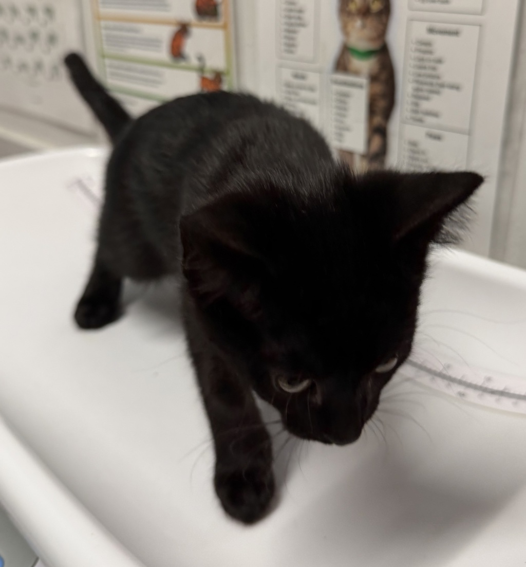 Shelter Stray Female Cat last seen Near Poblado Road, San Diego, CA, 92127, Escondido, CA 92027, USA