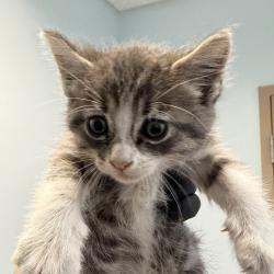 Shelter Stray Male Cat last seen 24th Street, National City, CA, 91950, 5500 Gaines St, San Diego, CA 92110, USA