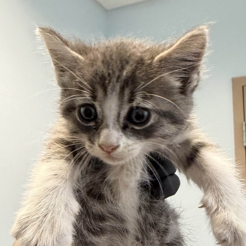 Shelter Stray Male Cat last seen 24th Street, National City, CA, 91950, 5500 Gaines St, San Diego, CA 92110, USA