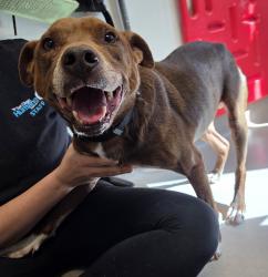 Shelter Stray Male Dog last seen Near Chase Avenue, El Cajon, CA, 92020, El Cajon, CA 92020, USA