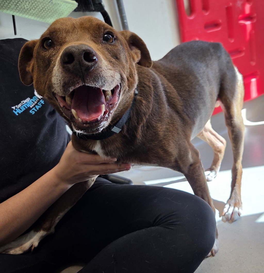Shelter Stray Male Dog last seen Near Chase Avenue, El Cajon, CA, 92020, El Cajon, CA 92020, USA