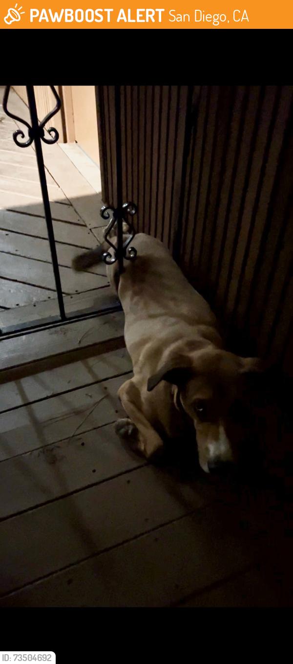 Found/Stray Unknown Dog last seen Near Macaw lane, San Diego, CA 92123
