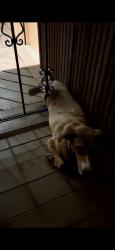 Found/Stray Unknown Dog last seen Near Macaw lane, San Diego, CA 92123