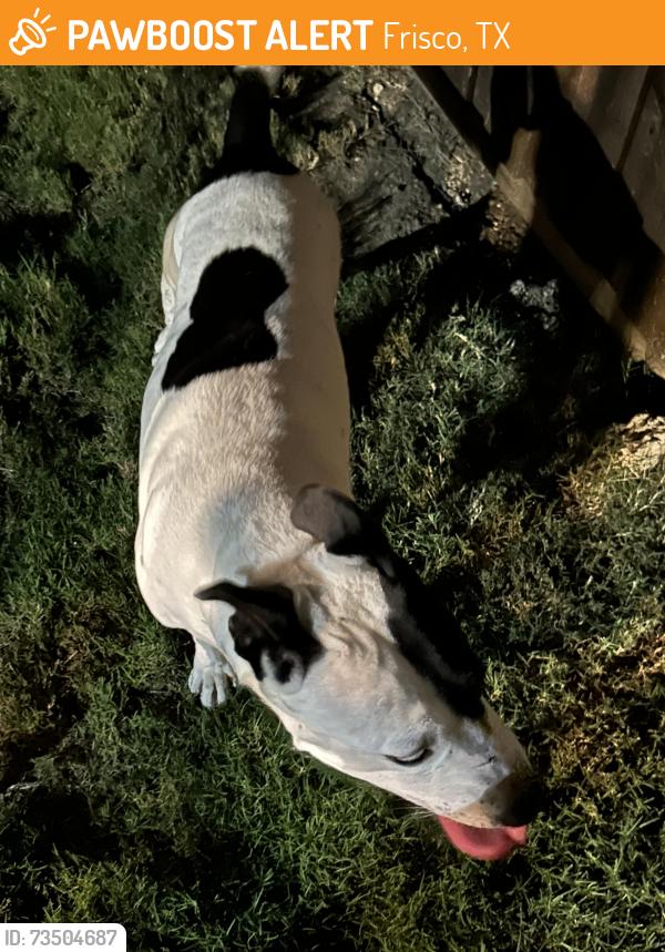 Found/Stray Unknown Dog last seen Main st and shady shore, Frisco, TX 75034