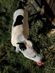 Found/Stray Unknown Dog last seen Main st and shady shore, Frisco, TX 75034