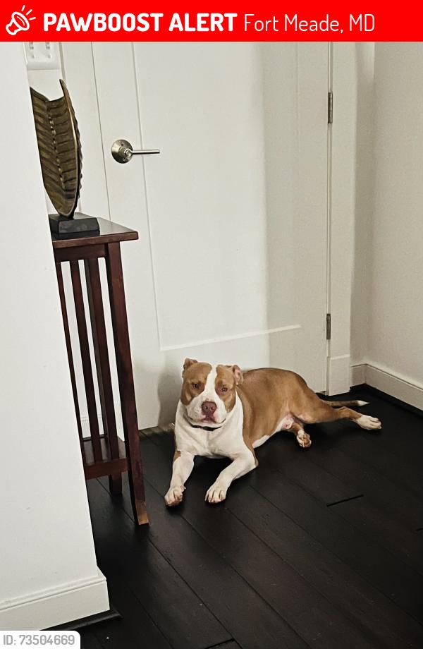 Lost Male Dog last seen Fort Meade base, Fort Meade, MD 20755