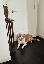 Lost Male Dog last seen Fort Meade base, Fort Meade, MD 20755